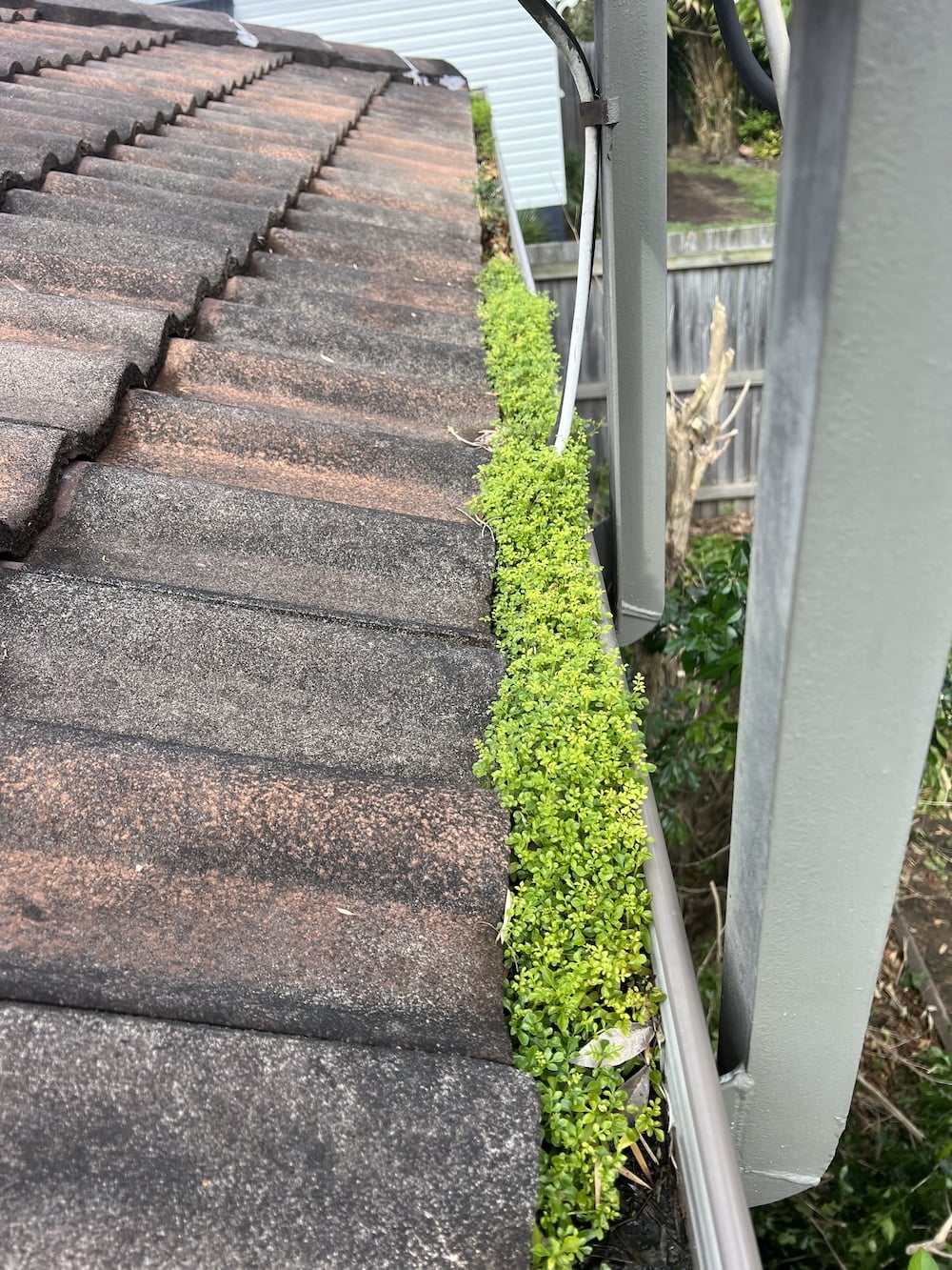 A close-up rooftop view of a concrete tile roof gutter completely choked and filled with thick, bright green weeds.