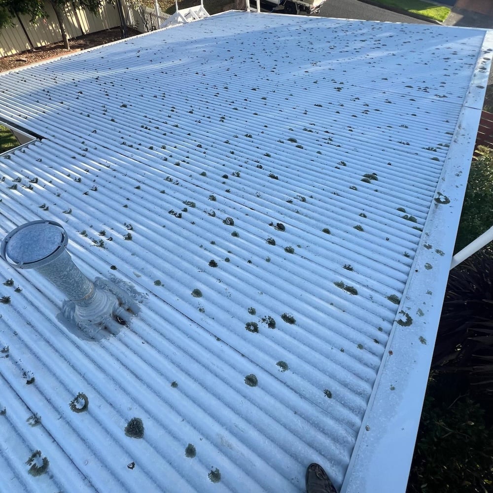 An overhead view of a light grey or white corrugated metal roof speckled with numerous small patches of green lichen and moss.