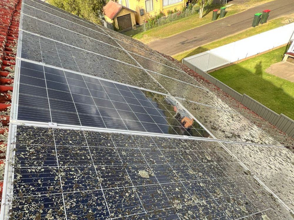 A residential rooftop solar array, highlighting a single, freshly cleaned, dark blue solar panel in sharp contrast against the surrounding panels, which are heavily covered in thick lichen, moss, and grime.